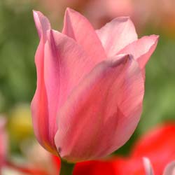 Tulip Fosteriana 'Albert Heijn'